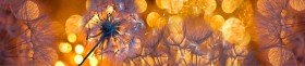 Кухонный фартук Мерцание Одуванчики золотистые 3 серебро в Бердске - berdsk.katalogmebeli.com | фото