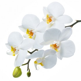 Стол обеденный Танго белый/Орхидея в Бердске - berdsk.katalogmebeli.com | фото 3